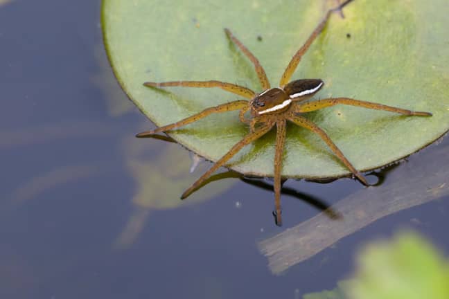 The fen raft spider is the largest species in the UK. Credit: Alamy