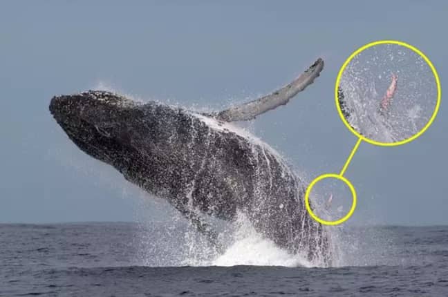 The humpback whale showing off his love-length. Credit: Storytrender