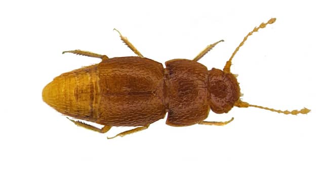 Greta has also been named after a new species of beetle. Credit: Natural History Museum 