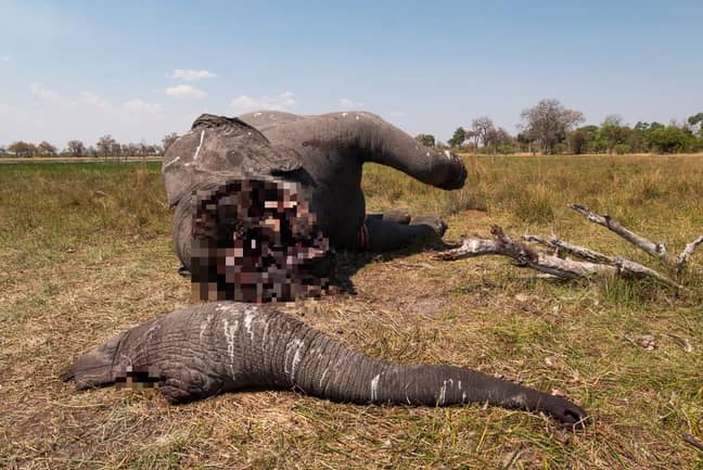 This comes a month after the country's government lifted the ban on poaching. Credit: Magnus News/Justin Sullivan