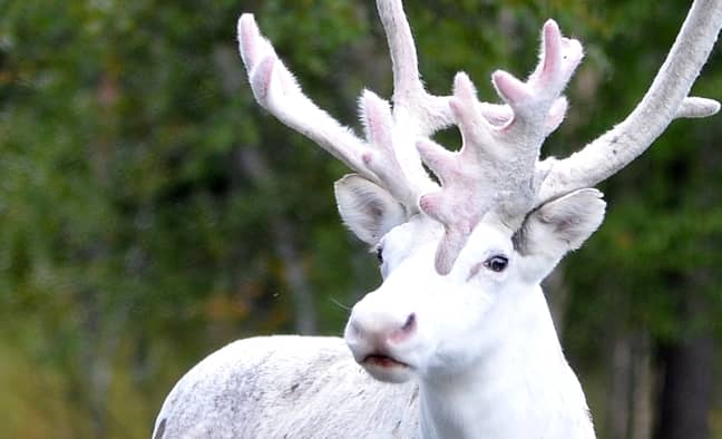 An adult male reindeer was spotted in Sweden in 2016. Credit: Caters