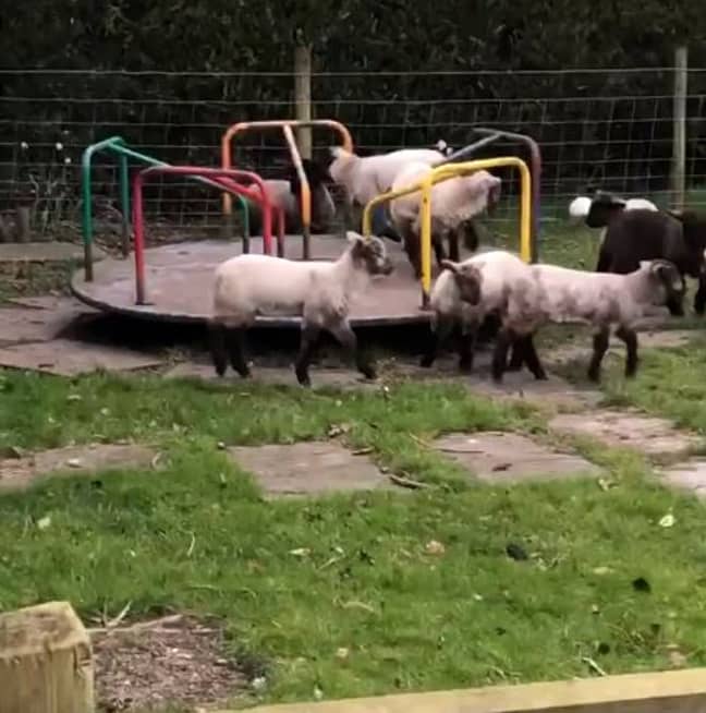 The lambs were loving the freedom. Credit: Debbie Ellis