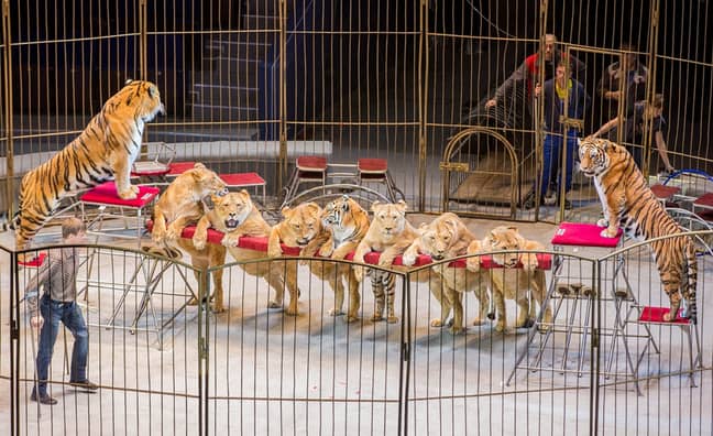 Row Emerges As 'Fat' Lions And Tigers Perform At Circus In Russia - LADbible