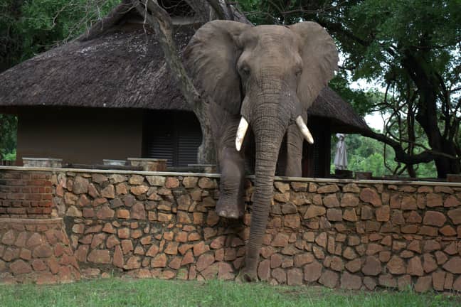 The elephant was trying to get some mangoes. Credit: Kennedy News and Media/The Bushcamp Company