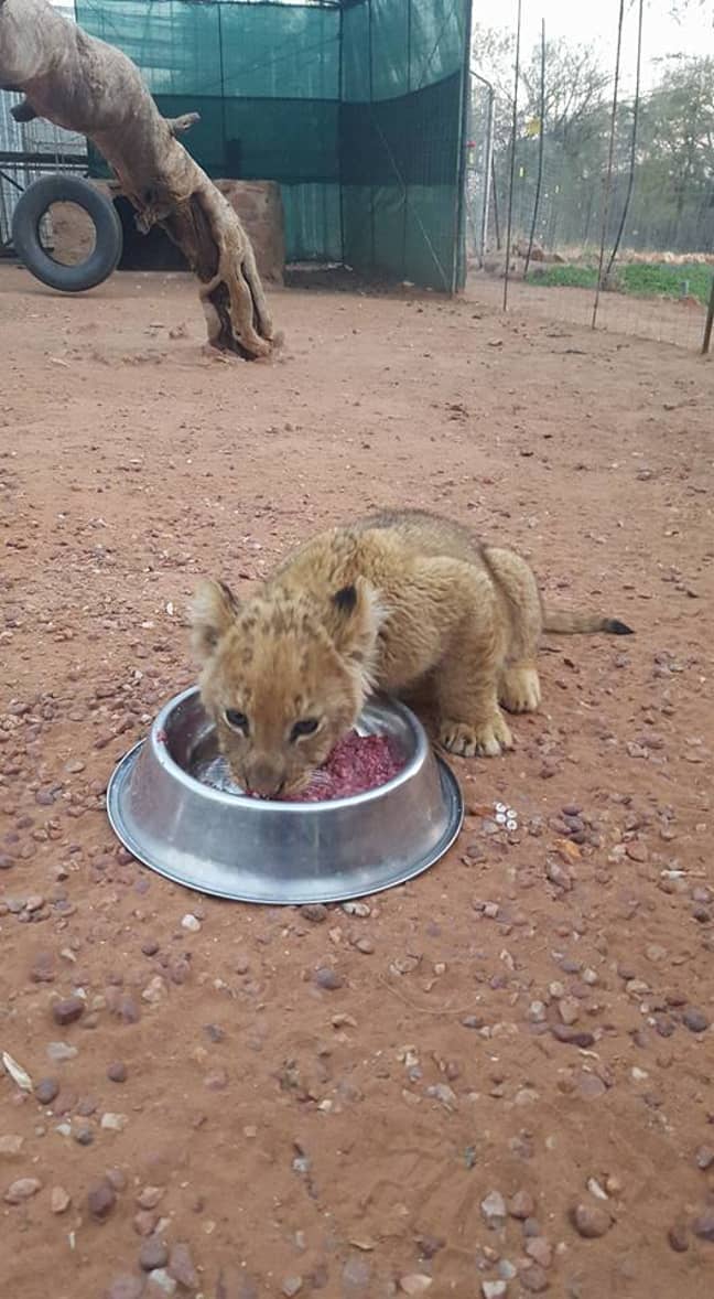 Another picture of a cub on the Facebook page. Credit: Facebook/Imberba Rakia