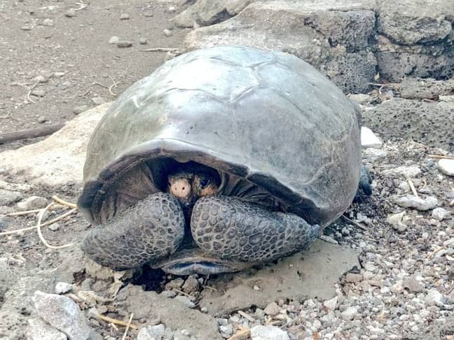 Here she is, the adult female Fernandina Giant Tortoise. Credit: CEN