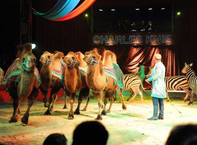 Camels are one of the animals that are still used in circuses in Britain. Credit: PA
