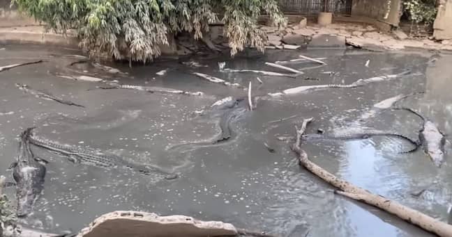 The alligators in their enclosure. Credit: YouTube/minh nguyen