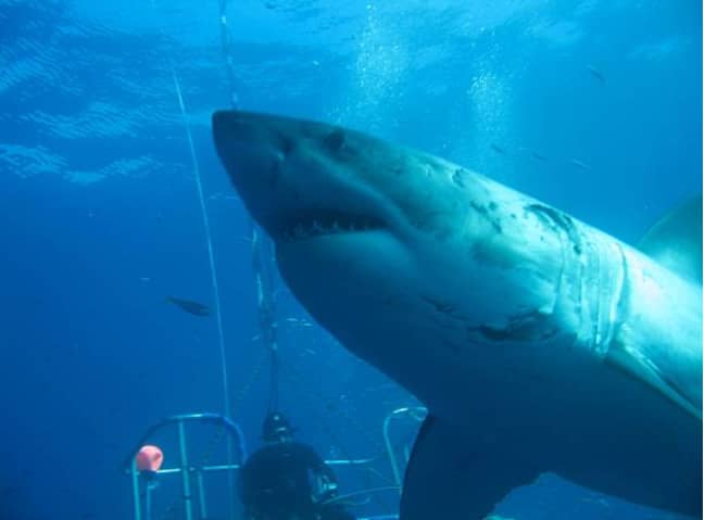 'Deep Blue' the huge great white shark. Credit: Getty