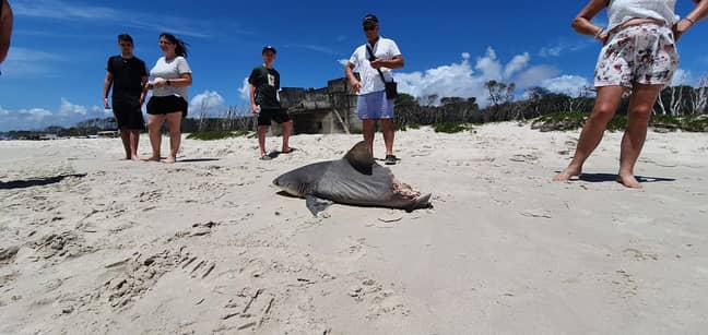 Tourists came across the dead shark during a tour of Birbie Island. Credit: G'Day Adventure Tours