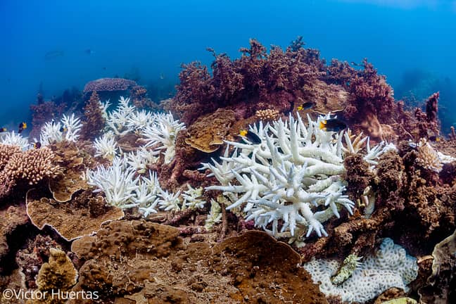 Credit: ARC Centre of Excellence for Coral Reef Studies 