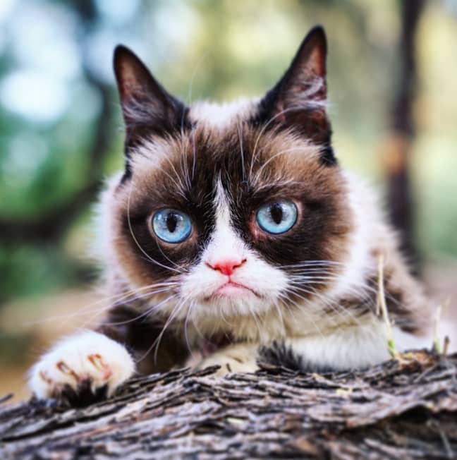 Grumpy Cat was originally called Tardar Sauce. Credit: Twitter/@RealGrumpyCat