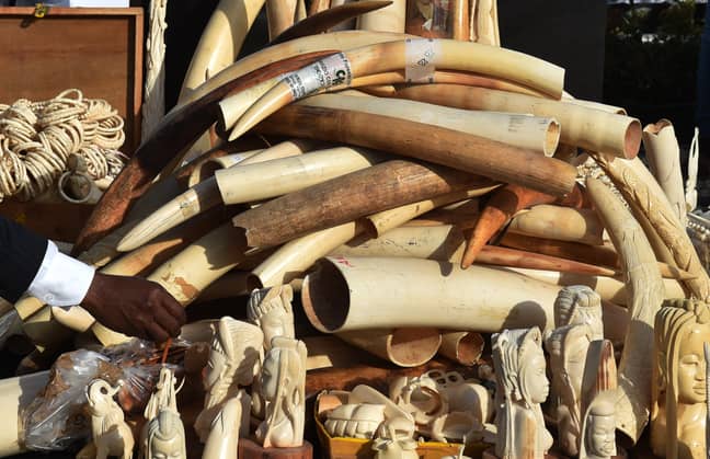 Hundreds of kilograms of seized ivory. Credit: PA