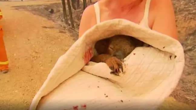 A koala being saved from the fires by a local near Port Macquarie. Credit: 9News