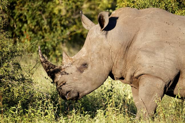 Rhino in Kruger National Park. Credit: PA