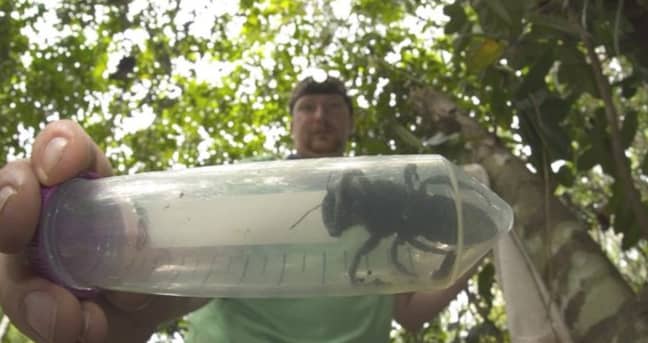 Clay Bolt caught Wallace's bee on camera after it was spotted in a little-explored Indonesian island. Credit: Clay Bolt