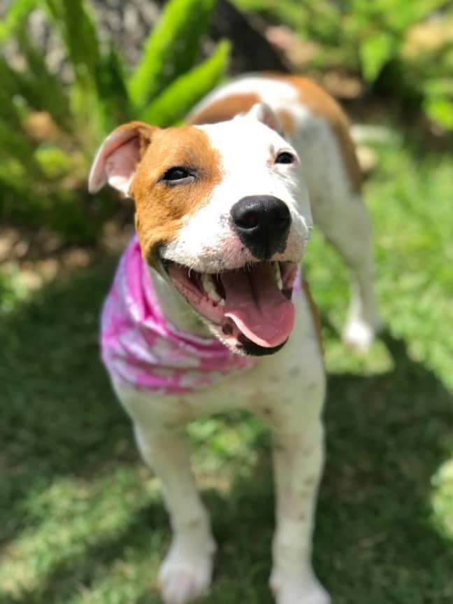 Leiahola has since made an incredible recovery. Credit: PAWS Hawaii 