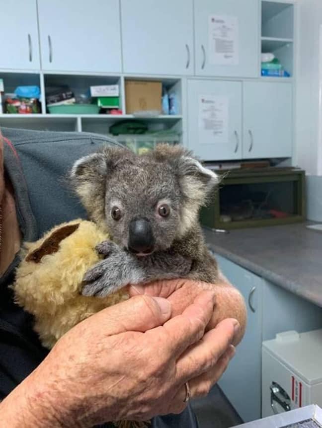 Keli the baby Koala was saved by vets. Credit: The Port Macquarie Koala Hospital
