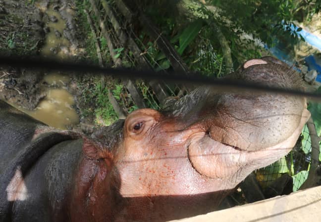 A hippo called Vanessa at the Hacienda Napoles theme park, once the private zoo of drug kingpin Pablo Escobar. Credit: PA