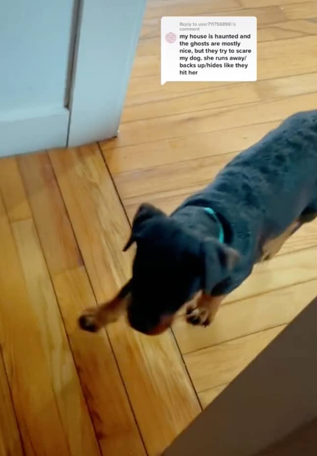 The TikToker's dog appeared to be freaked out by something. Credit: TikTok/@tasha_dazzz
