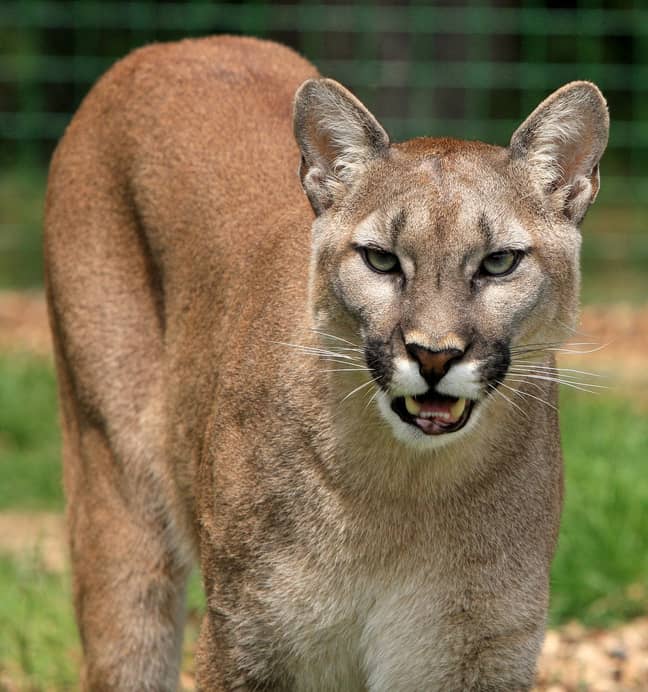 A runner killed a mountain lion that pounced on him during a trail run. Credit: 1713 images/Pixabay