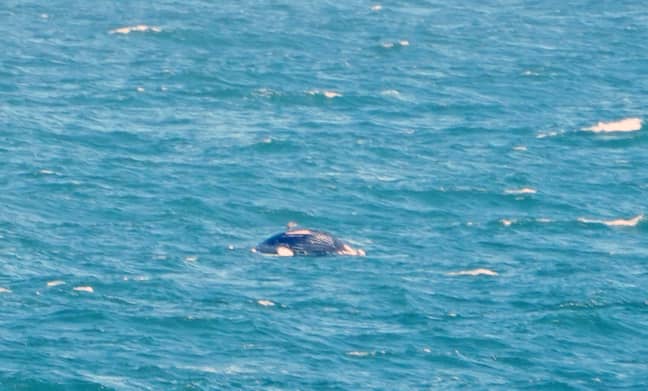 A dead humpback whale was spotted in Whitley Bay last week. Credit: PA 