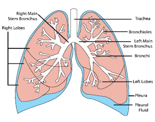 Diagram of the lungs. Credit: Wikimedia Commons
