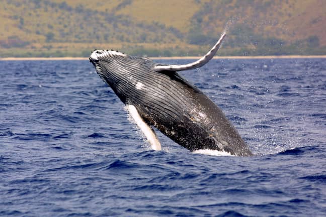 Stock image of humpback whale. Credit: PA