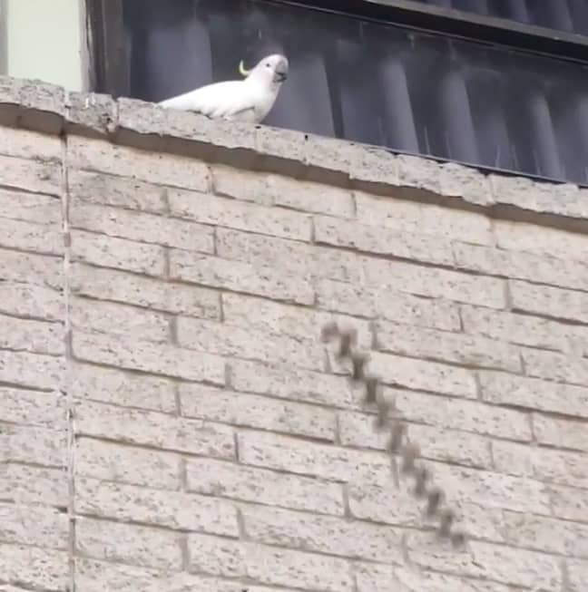 The cheeky bird was filmed throwing the spikes onto the floor. Credit: Facebook/Isaac Sherring-Tito