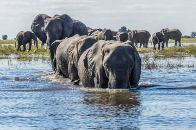 The hunting ban in Botswana has been lifted. Credit: PA
