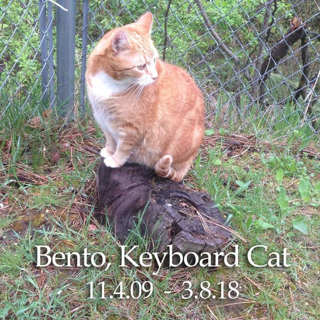 RIP, Bento. Credit: Facebook/Keyboard Cat