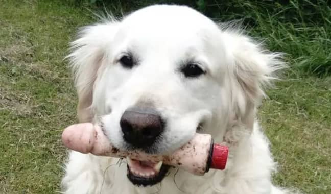 The golden retriever found a dildo in a park. Credit: Caters
