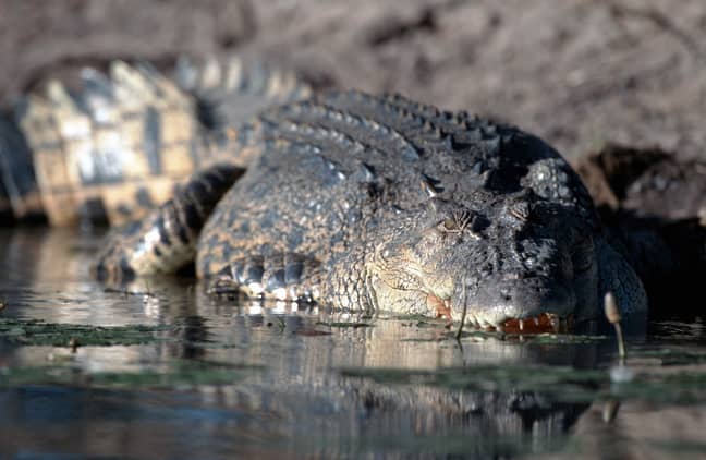 Saltwater crocodiles can swim up to 29 km per hour. Credit: PA