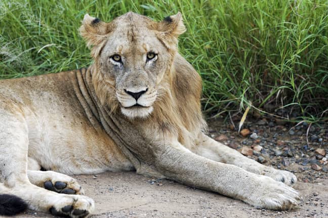 Lion in Kruger National Park. Credit: PA