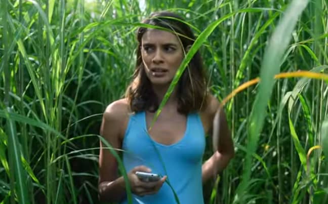 In The Tall Grass promises to be a claustrophobic nightmare. Credit: Netflix