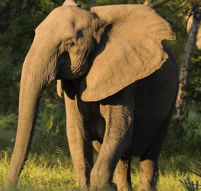 Elephants Are Evolving To Be 'Tuskless' Because Of Poachers Credit: ElephantVoices