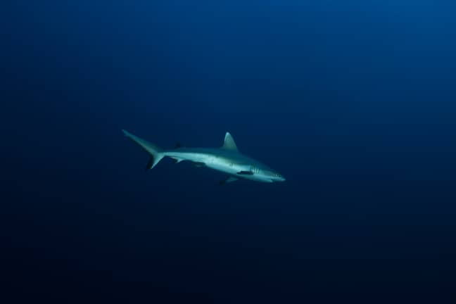 Grey Reef Shark. Credit: PA
