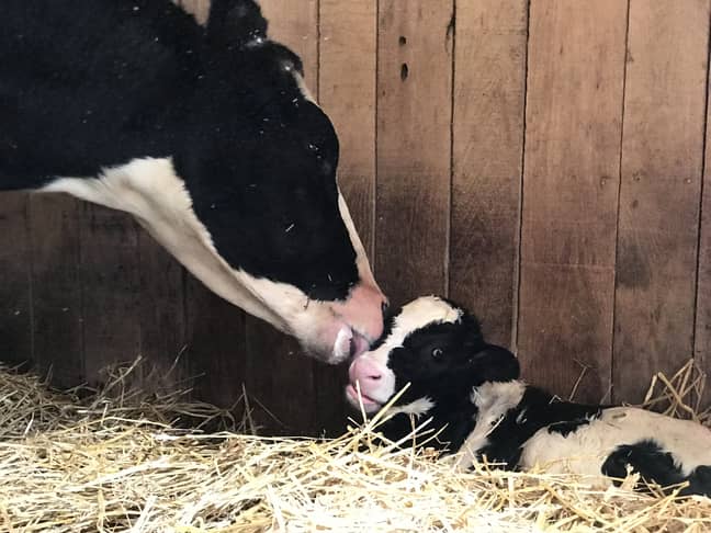 Brianna managed to save the fate of both herself and her unborn calf. Credit: SWNS