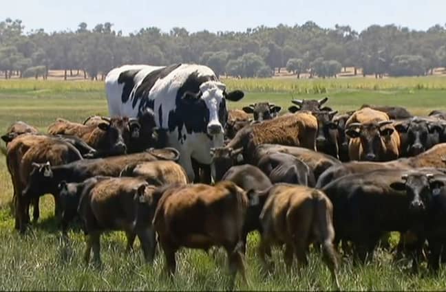 Knickers the gigantic cow - sorry - 'steer'. Credit: PA