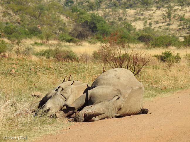 Poaching is a big contributor to the extinction of wild animals. Credit: PA