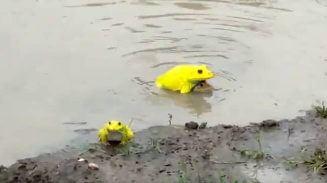 The bright yellow frogs were spotted hopping out of some water in India. Credit: Jam Press