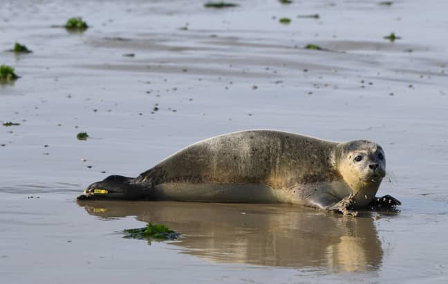 Stock image of a seal. Credit: PA