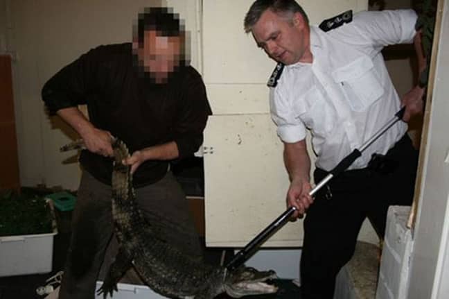 A five-foot spectacled caiman was being kept in a bath in Edinburgh. Credit: SSPCA