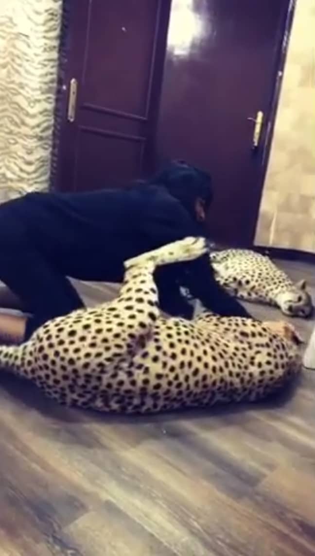 Jabar playing with her two cheetahs in an Instagram video. Credit: Instagram/@i_love_my_cheetah