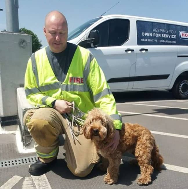 Bertie was rescued thanks to a member of staff at Waitrose. Credit: Facebook/Saffron Walden Fire Station