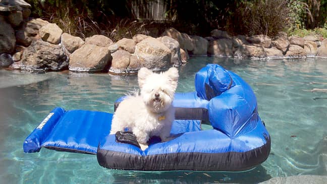 Gizmo loving life on a pool inflatable. Credit: Kennedy News and Media
