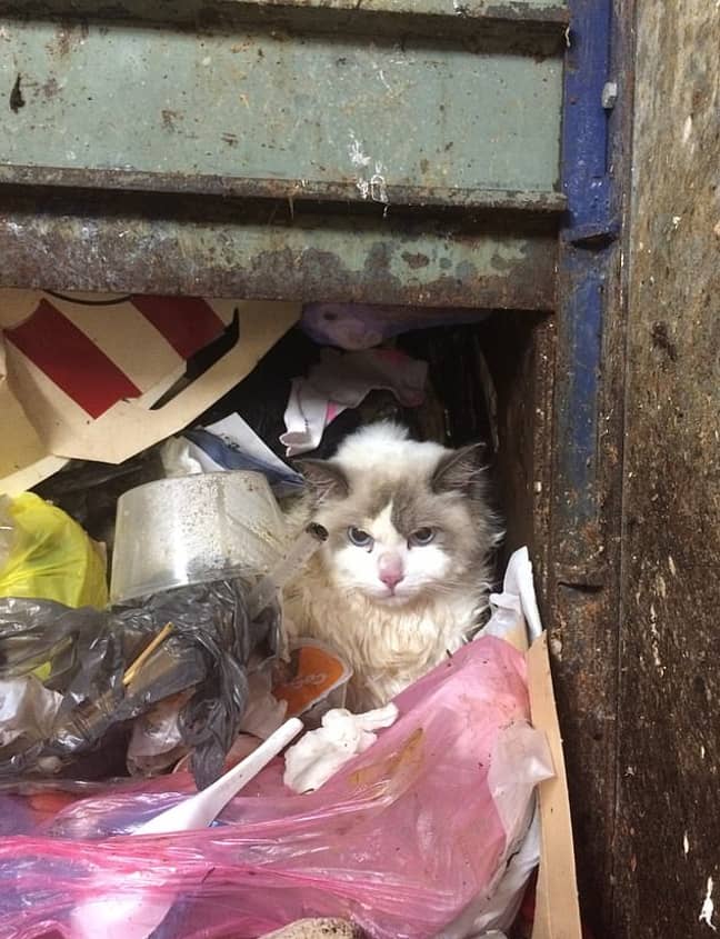 Hibala was found at the bottom of the seven-storey chute. Credit: RSPCA
