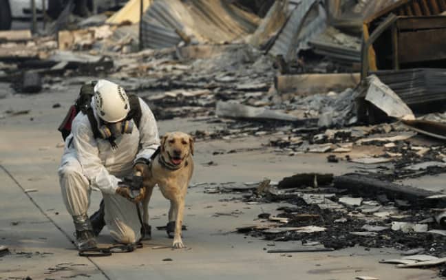 Dogs have been assisting search teams in Paradise, California. Credit: PA