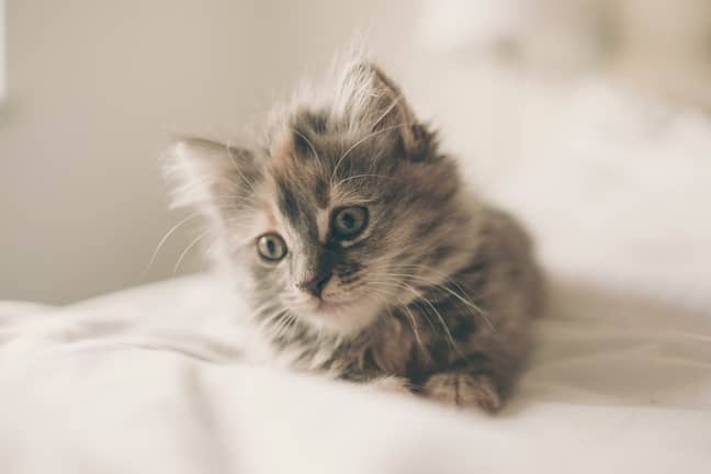 Kittens have been proven to miss their owners and become attached to them like children. (Credit: Unsplash/Freddie Marriage)