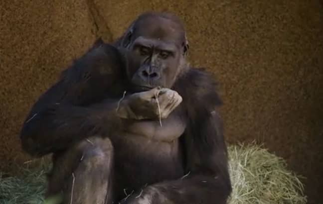Eight gorillas at a zoo have contracted coronavirus. Credit: San Diego Zoo